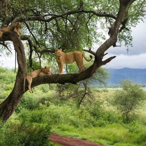 Lake Manyara National Park