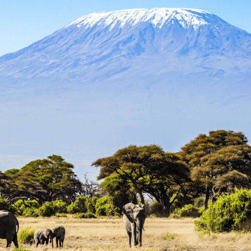 kilimanjaro